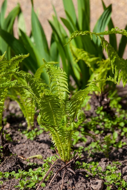 夏に花や他の植物と草