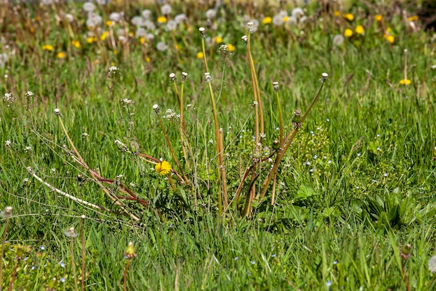 Photo grass with flowers and other plants in the summer