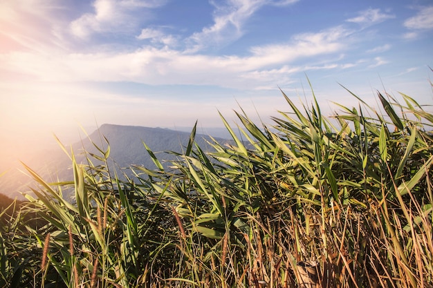 Grass with mountains in the winter.