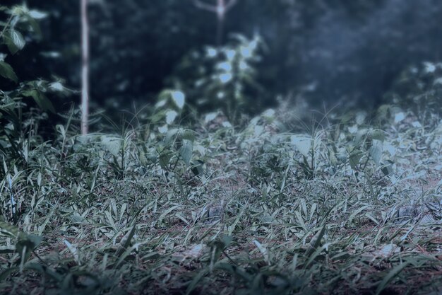 Grass with the night scene background