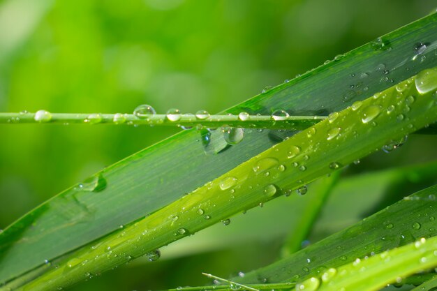 雨滴と草、自然の夏