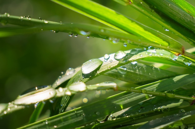 雨滴と草、自然の夏