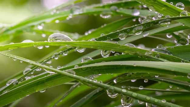 雨滴と草、自然の夏