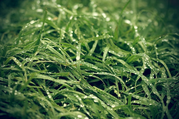 Grass with raindrops