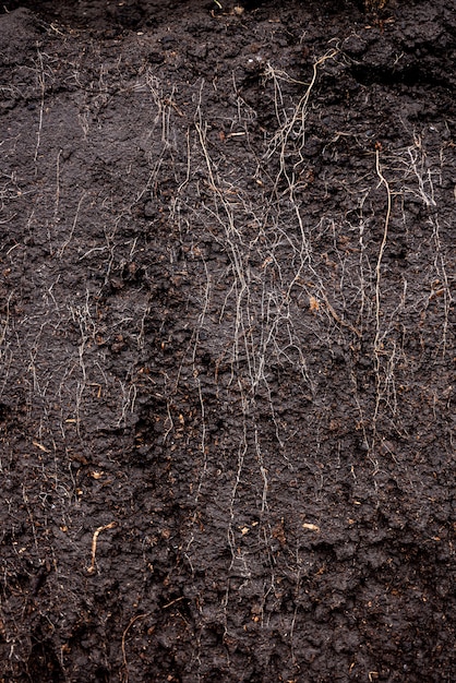 Photo grass with roots and soil in the box