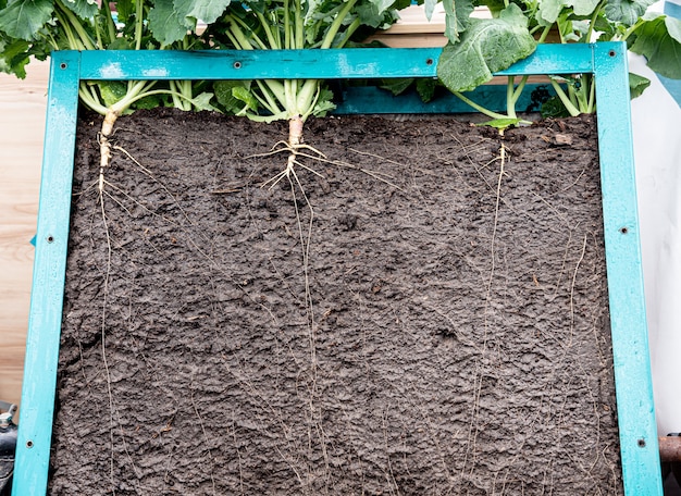 Photo grass with roots and soil in the box