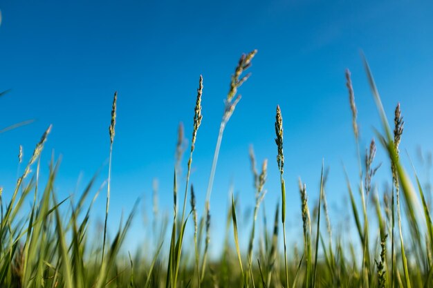 Grass with spikelets of plants against the sky. High quality photo