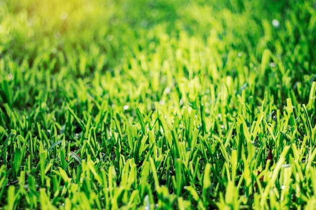 Grass with sunshine.