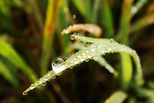 A grass with water droplets on it