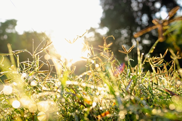 Erba con gocce d'acqua alla luce del sole del mattino