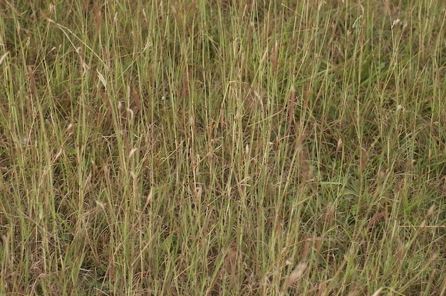 Grass