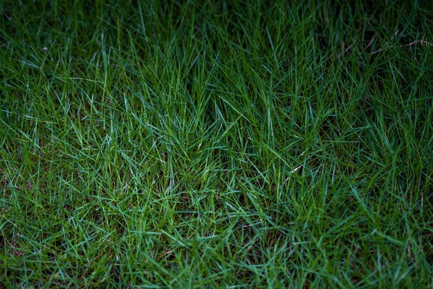 Photo grass