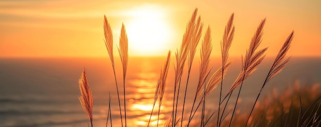 Grassen in silhouet tegen een zonsondergang over de oceaan