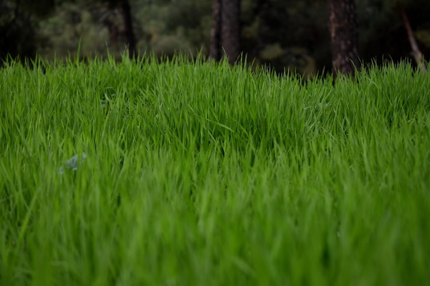 Grassen, stuk graszoden