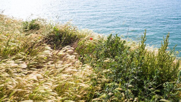 フランスの Cap GrisNez の端の草