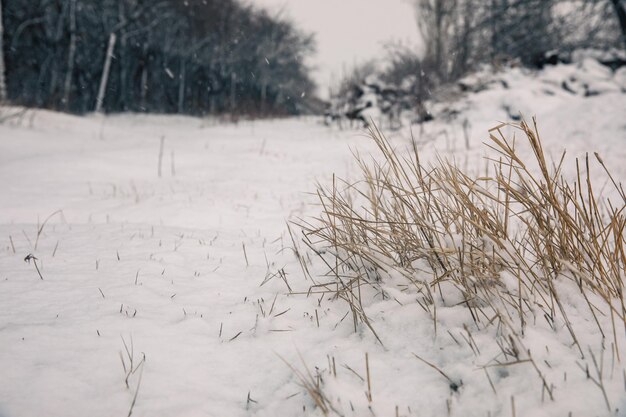 雪の中の草と木