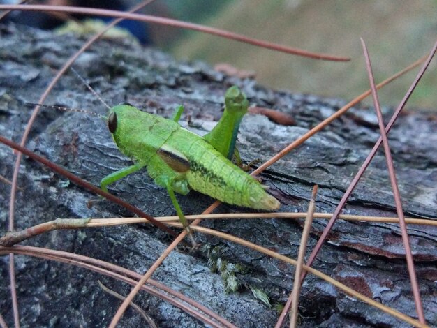 Foto grasshoper in jungle