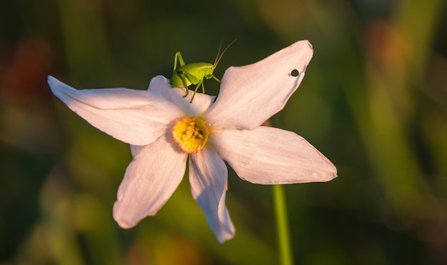 Grasshopher on a spring flower