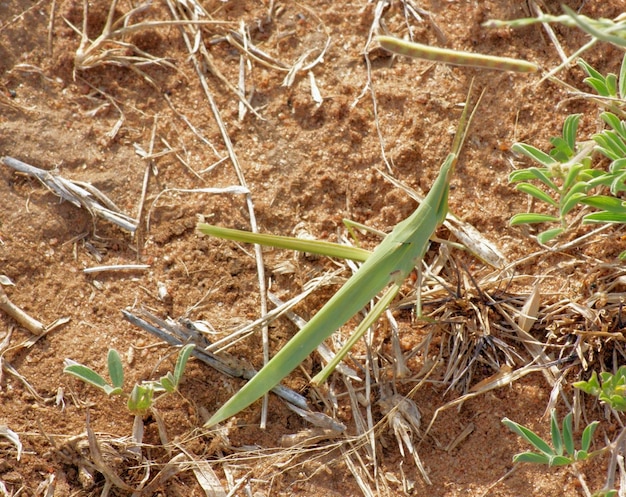 grasshopper in Africa