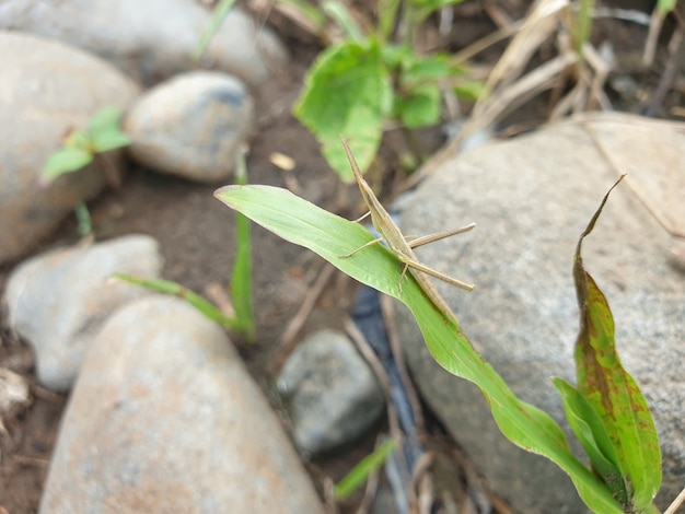 Grasshopper Atractomorpha crenulata on the rock