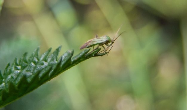 Photo a grasshopper on a blade of grass