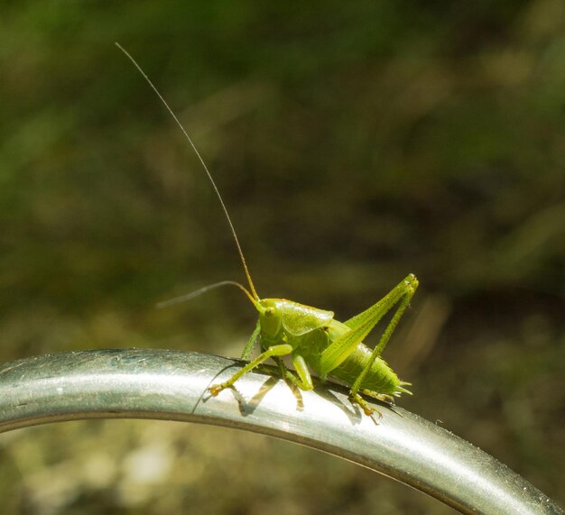 Grasshopper on a chrome handle