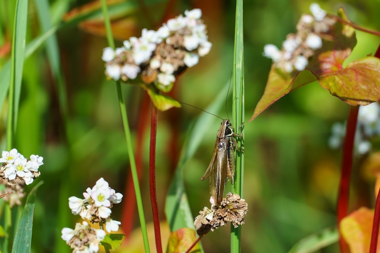 Foto grasshopper close-up van de stengel van een prachtige witte bloem sprinkhaan aanval op het boekweit veld de dreiging van gewasverlies grote boekweit veld eco-landbouw