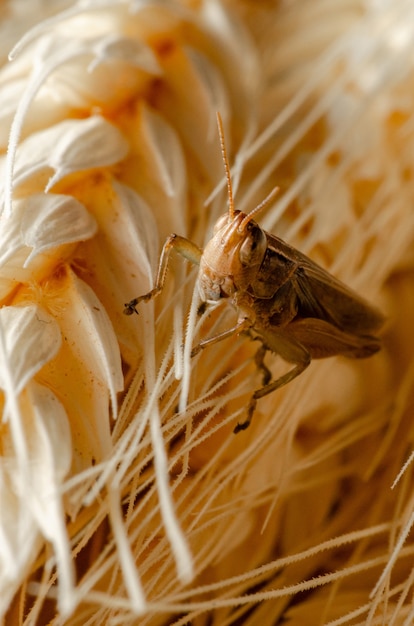 Grasshopper, closeup of a small grasshopper on grains of wheat, selective focus.