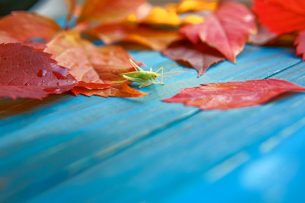 Grasshopper in the colorful autumn leaves on blue and brown wooden background