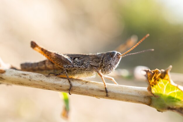 Grasshopper on a dry stick