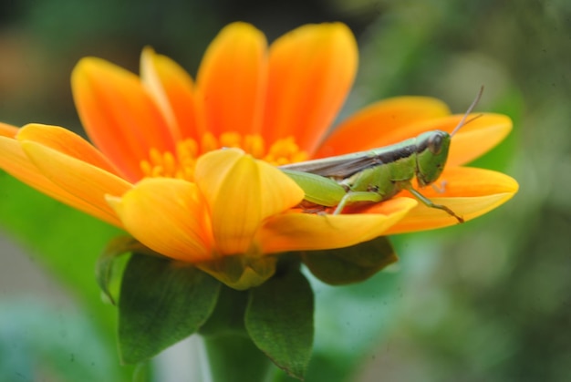 A grasshopper on a flower with a yellow center.