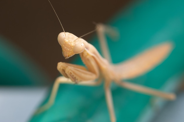 Grasshopper in front of blue background