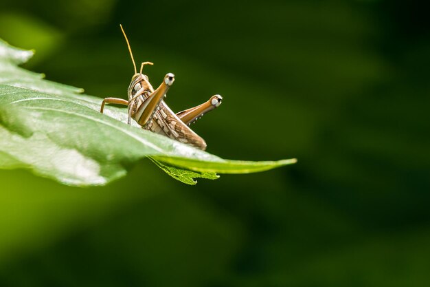 Grasshopper on goldenrod