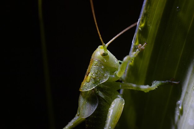 Grasshopper on a grass plant