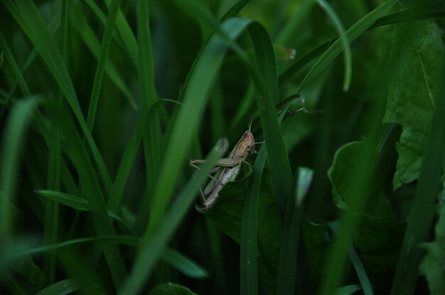 Photo grasshopper in the grass