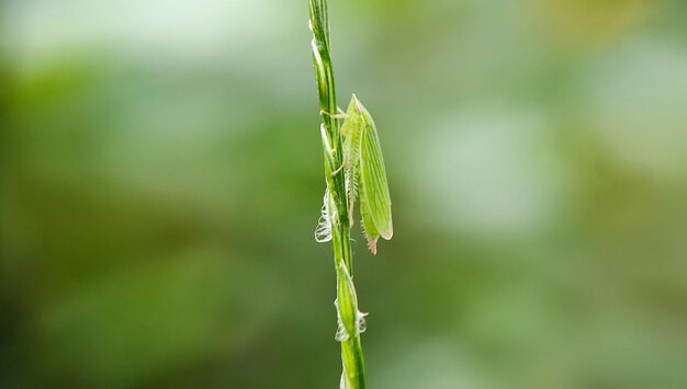 Photo grasshopper on grass