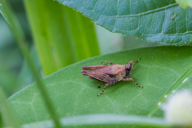 Grasshopper on a green leaf