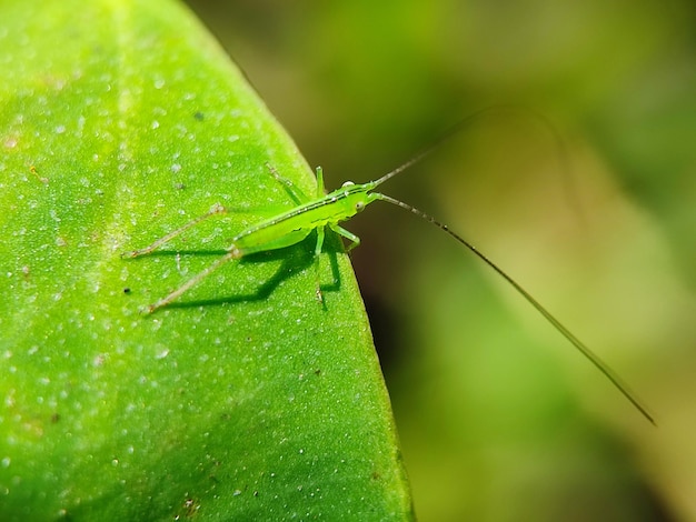 grasshopper insect green macro nature bug animal locust