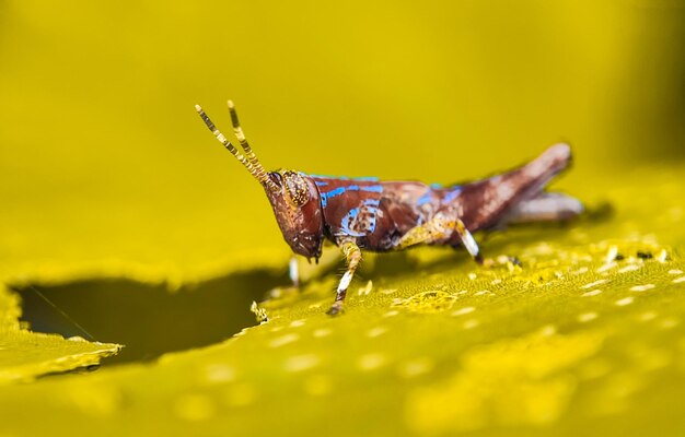 Grasshopper insect green macro nature bug animal locust