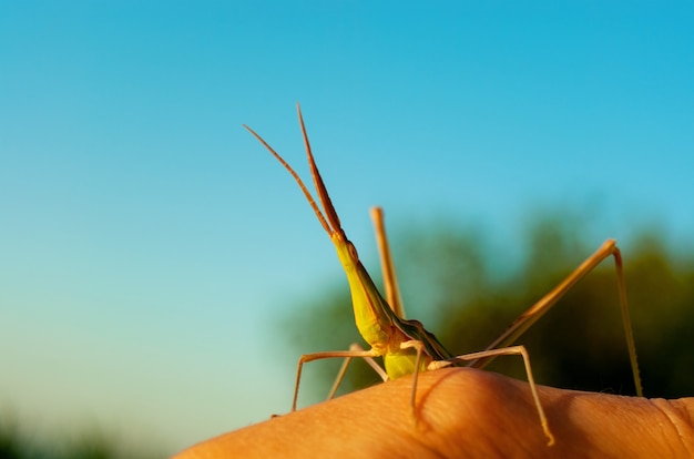 Grasshopper insect on man hand in garden outdoor, park green background cricket animal macro close up wildlife