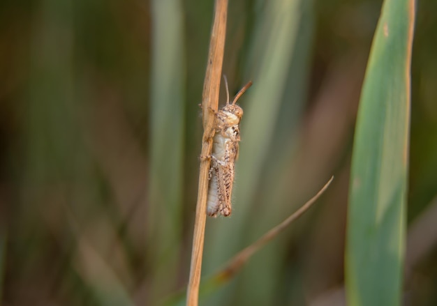 Photo grasshopper insect