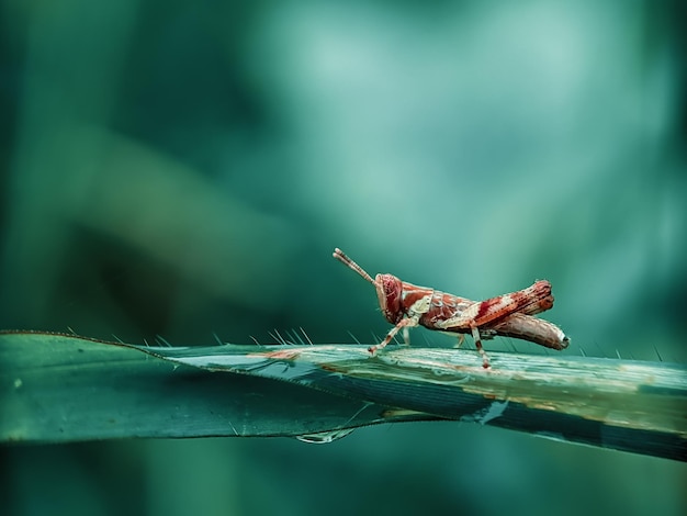 A grasshopper is on a green leaf and has a red and white face