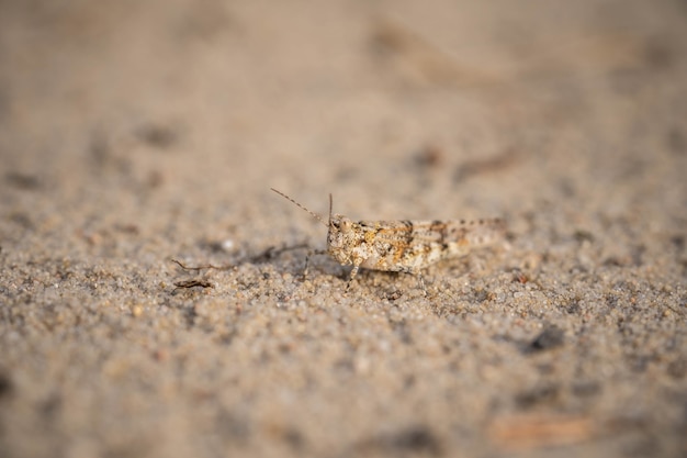 The grasshopper is hiding in the hot sand