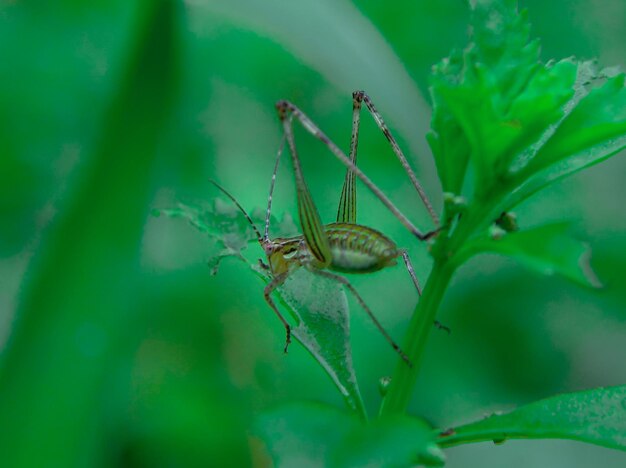 Photo a grasshopper is on a leaf and has a green background.