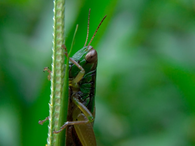 A grasshopper is sitting on a blade of grass.