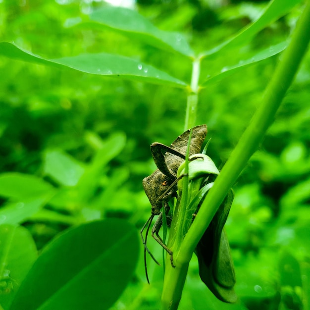 A grasshopper is sitting on a green leaf Grasshopper in nature