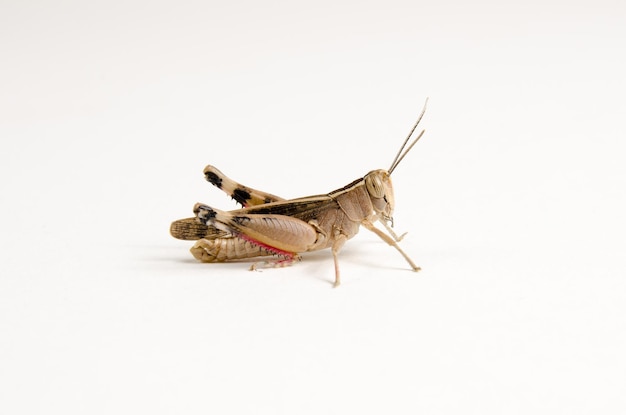 Photo grasshopper isolated on white background