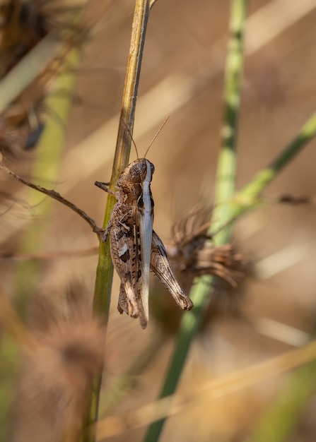 Cavalletta nel suo ambiente naturale.