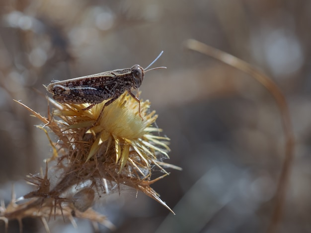 Grasshopper in its natural environment