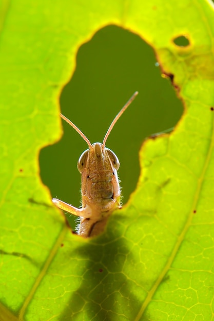 grasshopper  on leaf hole